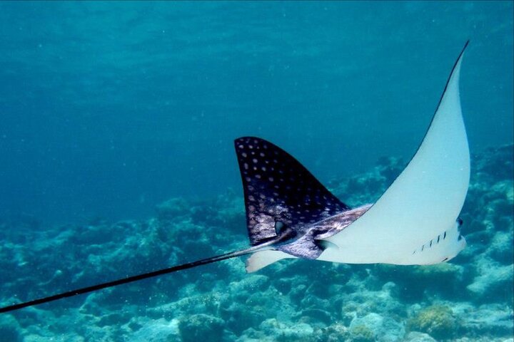 Aventura de kayak, senderismo y snorkel en la laguna de manglares y Cas Cay de St. Thomas, foto 7 | wizardtrip