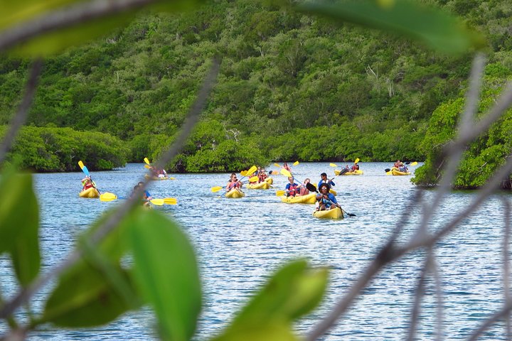 Aventura de kayak, senderismo y snorkel en la laguna de manglares y Cas Cay de St. Thomas, foto 10 | wizardtrip