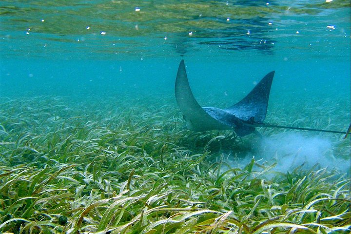 Aventura de kayak, senderismo y snorkel en la laguna de manglares y Cas Cay de St. Thomas, foto 12 | wizardtrip