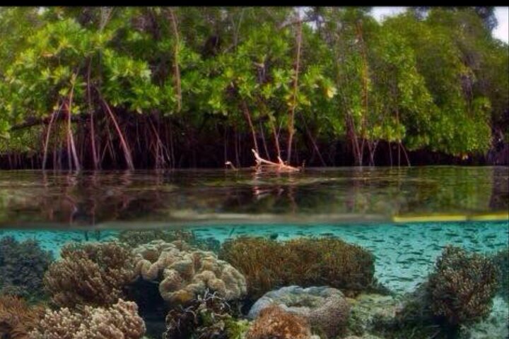 Aventura de kayak, senderismo y snorkel en la laguna de manglares y Cas Cay de St. Thomas, foto 13 | wizardtrip