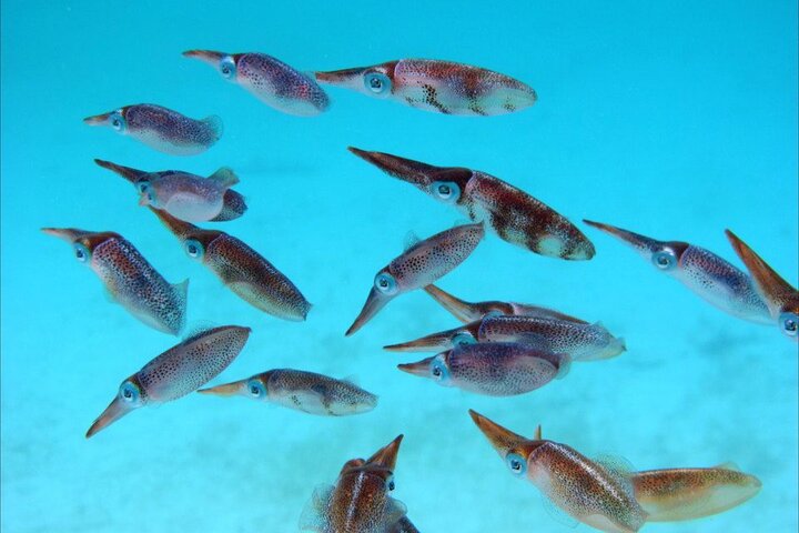 Aventura de kayak, senderismo y snorkel en la laguna de manglares y Cas Cay de St. Thomas, foto 18 | wizardtrip