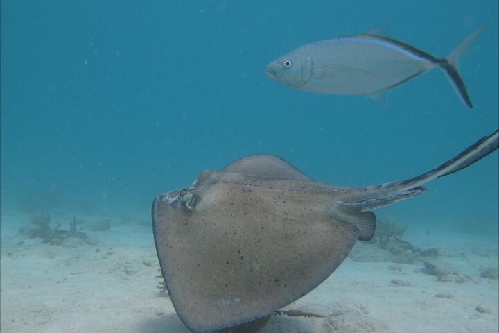 Aventura de kayak, senderismo y snorkel en la laguna de manglares y Cas Cay de St. Thomas, foto 19 | wizardtrip