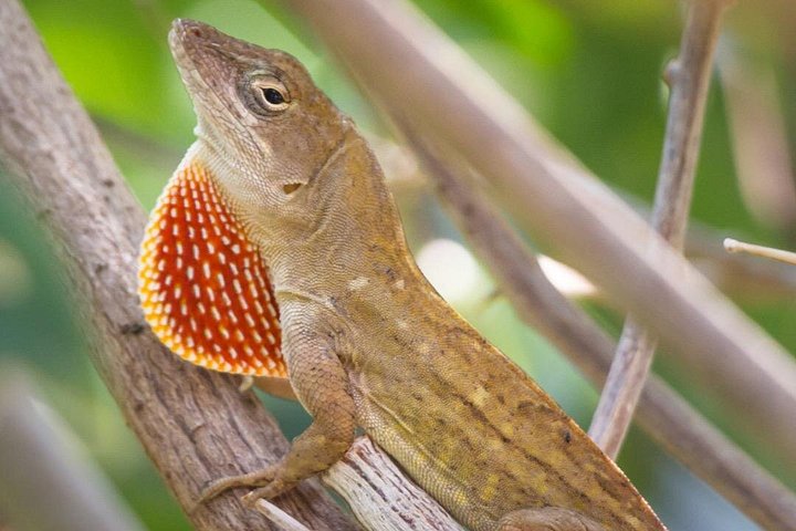 Aventura de kayak, senderismo y snorkel en la laguna de manglares y Cas Cay de St. Thomas, foto 20 | wizardtrip
