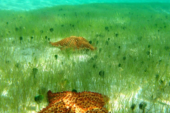 Aventura de kayak, senderismo y snorkel en la laguna de manglares y Cas Cay de St. Thomas, foto 23 | wizardtrip