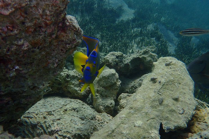 Aventura de kayak, senderismo y snorkel en la laguna de manglares y Cas Cay de St. Thomas, foto 25 | wizardtrip