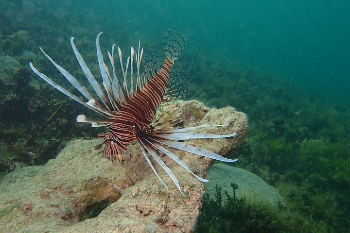 Aventura de kayak, senderismo y snorkel en la laguna de manglares y Cas Cay de St. Thomas, foto 26 | wizardtrip