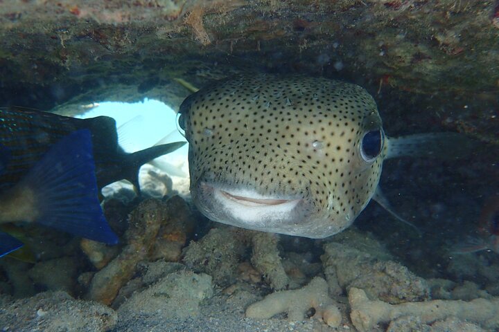 Aventura de kayak, senderismo y snorkel en la laguna de manglares y Cas Cay de St. Thomas, foto 31 | wizardtrip