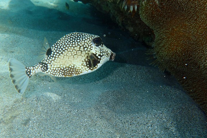 Aventura de kayak, senderismo y snorkel en la laguna de manglares y Cas Cay de St. Thomas, foto 32 | wizardtrip