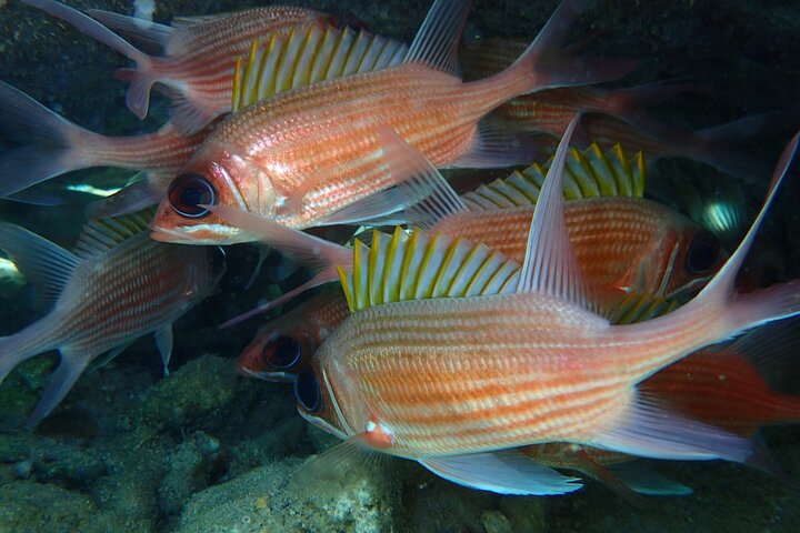 Aventura de kayak, senderismo y snorkel en la laguna de manglares y Cas Cay de St. Thomas, foto 34 | wizardtrip
