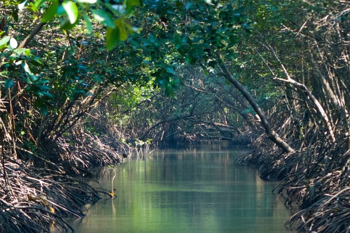 Aventura de kayak, senderismo y snorkel en la laguna de manglares y Cas Cay de St. Thomas, foto 44 | wizardtrip