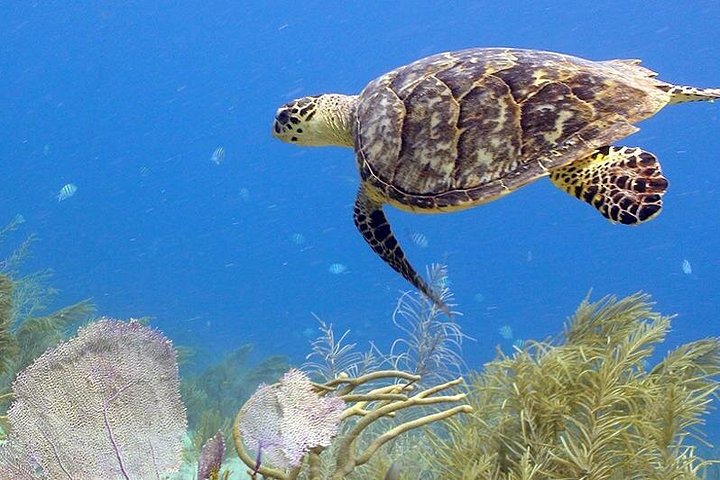 Explore marine life and enjoy the beach at Coral World Ocean Park, St. Thomas, photo 6 | wizardtrip