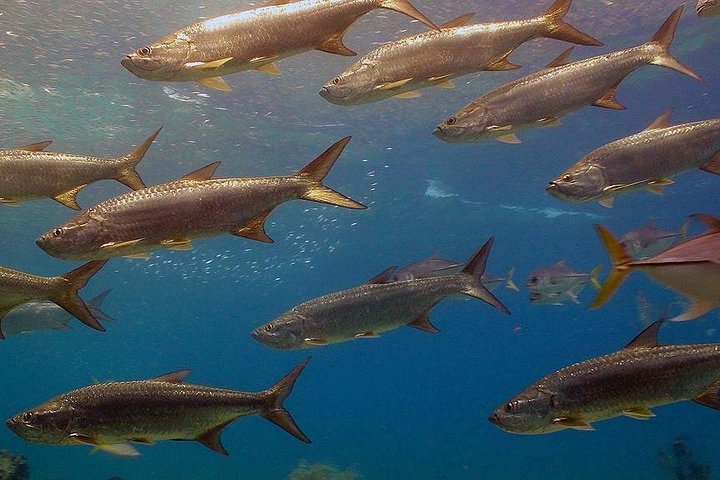 Explore marine life and enjoy the beach at Coral World Ocean Park, St. Thomas, photo 7 | wizardtrip