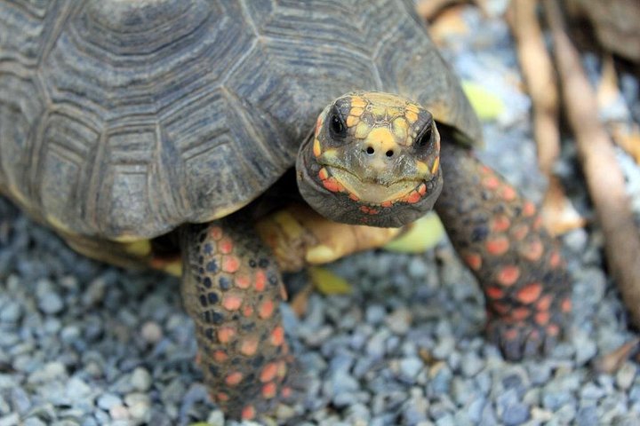 Explore marine life and enjoy the beach at Coral World Ocean Park, St. Thomas, photo 8 | wizardtrip