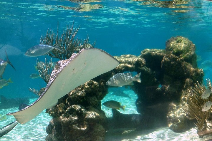Explore marine life and enjoy the beach at Coral World Ocean Park, St. Thomas, photo 9 | wizardtrip