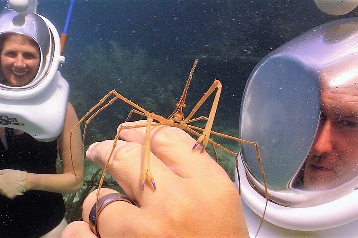 Expérience de plongée avec casque sous-marin au Coral World Ocean Park, Saint-Thomas, photo 8 | wizardtrip