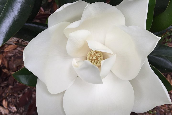 Wandeltocht door het Garden District van New Orleans met historische landhuizen, weelderige tuinen en Lafayette Cemetery #1, foto 8 | wizardtrip