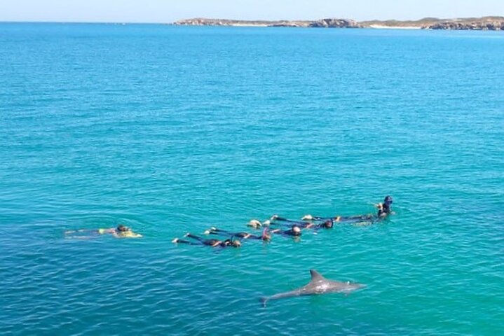 Nager avec les Dauphins Sauvages - Excursion d'une journée | wizardtrip