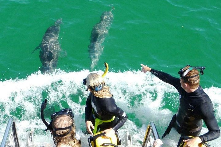 Svøm med vilde delfiner ud for kysten af Rockingham, nær Perth, Australien, foto 10 | wizardtrip