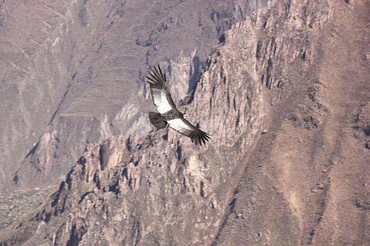 Un tour de 10 días por los puntos destacados de Perú: Lima, Arequipa, Cañón del Colca, Lago Titicaca, Cusco y Machu Picchu, foto 15 | wizardtrip