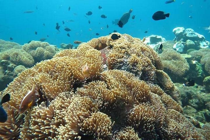 Avventura di snorkeling a Blue Lagoon Beach, Bali, con vibranti barriere coralline e vita marina, foto 6 | wizardtrip
