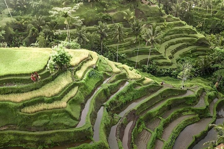 Ontdek de natuurlijke schoonheid en culturele bezienswaardigheden van Bali, waaronder het Apenbos van Ubud, rijstterrassen en watervallen, foto 9 | wizardtrip