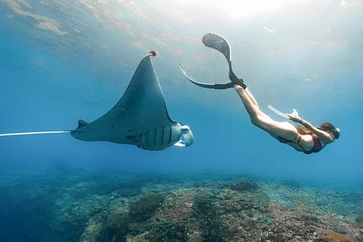 Excursão de dia inteiro tudo incluído a Nusa Penida, com praias deslumbrantes, falésias e locais de snorkeling, foto 34 | wizardtrip