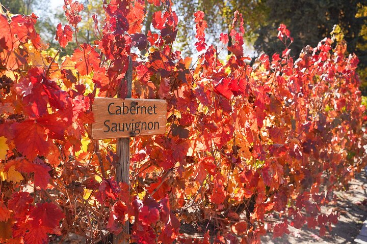 Weinprobe und Weinbergtour im Weingut Concha y Toro in Santiago, Chile, Foto 6 | wizardtrip