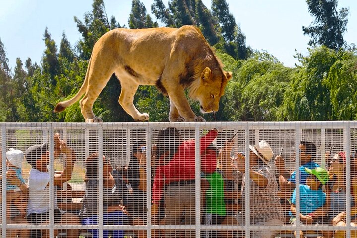 Safari Park, Wilde Ervaring | wizardtrip
