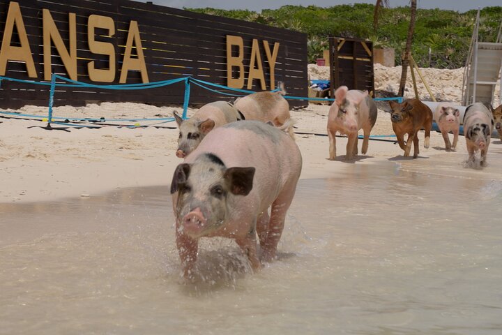 Nyt et unikt bahamisk eventyr med svømmegriser, vannsport og en privat strand, foto 22 | wizardtrip