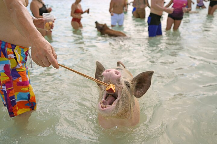 Nyt et unikt bahamisk eventyr med svømmegriser, vannsport og en privat strand, foto 27 | wizardtrip