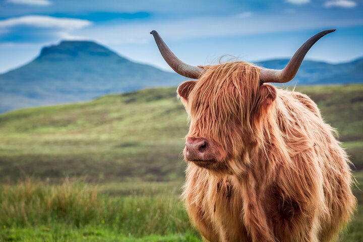Excursion d'une journée dans les Highlands écossais, Loch Ness et Glencoe au départ d'Édimbourg | wizardtrip