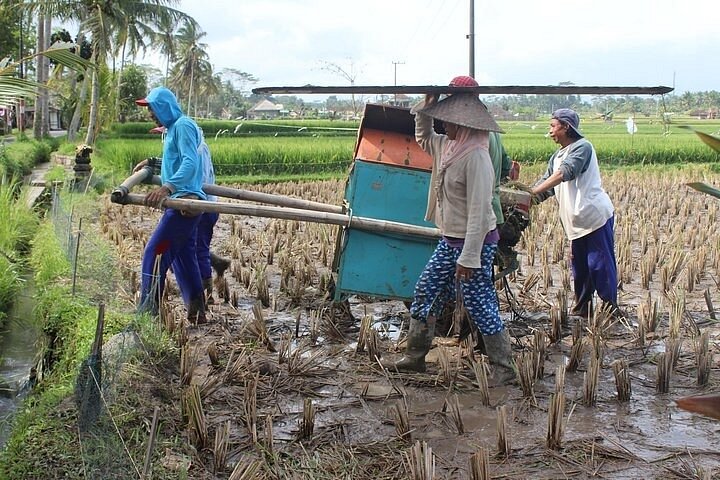 Authentieke Balinese kookles in Ubud, Indonesië, met marktbezoeken en traditionele gerechtenbereiding, foto 14 | wizardtrip