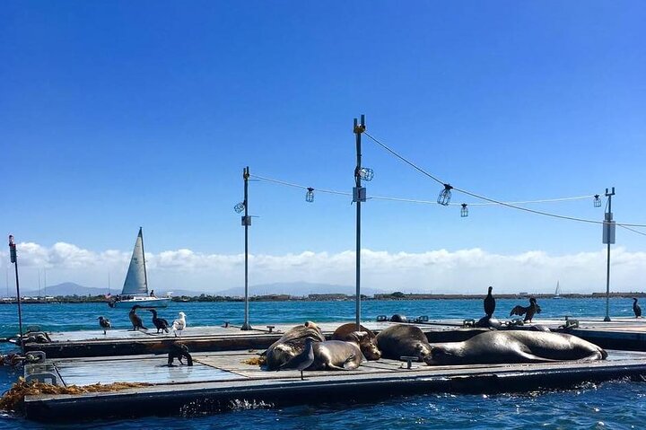 Styr din egen speedbåd på en spændende fortalt tur i San Diego Harbor, San Diego, foto 11 | wizardtrip