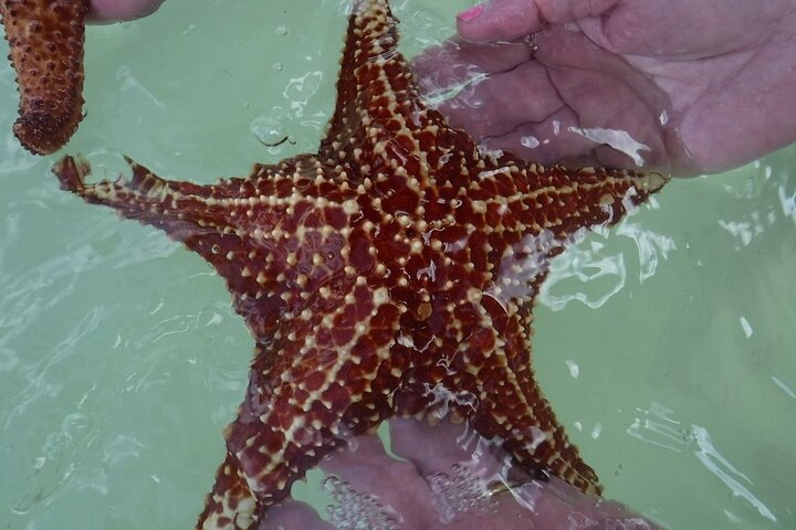 Private boat tour in George Town, Cayman Islands, featuring Stingray City, snorkeling, and Starfish Beach, photo 8 | wizardtrip