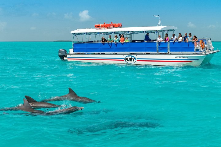 Key West Dolphin Watch & Snorkel Tour | wizardtrip