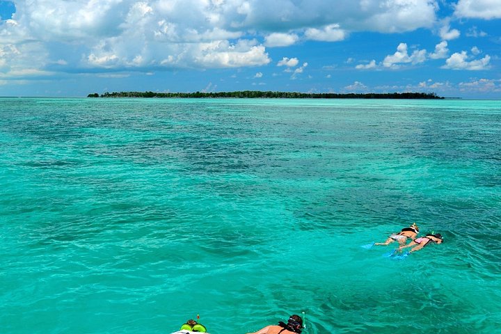 Key West delfinskådning och snorkling ekologiskt äventyrstur, foto 8 | wizardtrip