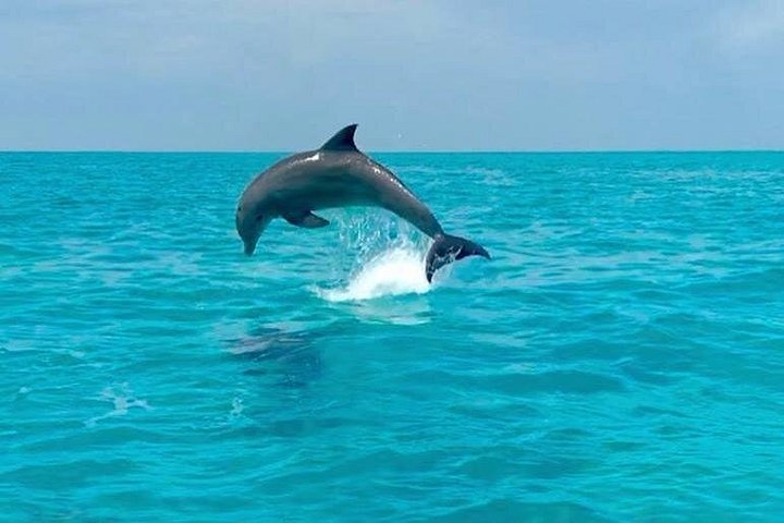 Key West delfinskådning och snorkling ekologiskt äventyrstur, foto 12 | wizardtrip