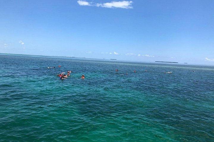 Key West delfinskådning och snorkling ekologiskt äventyrstur, foto 15 | wizardtrip