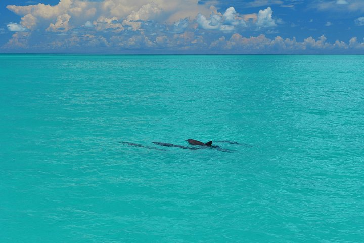 Key West delfinskådning och snorkling ekologiskt äventyrstur, foto 17 | wizardtrip