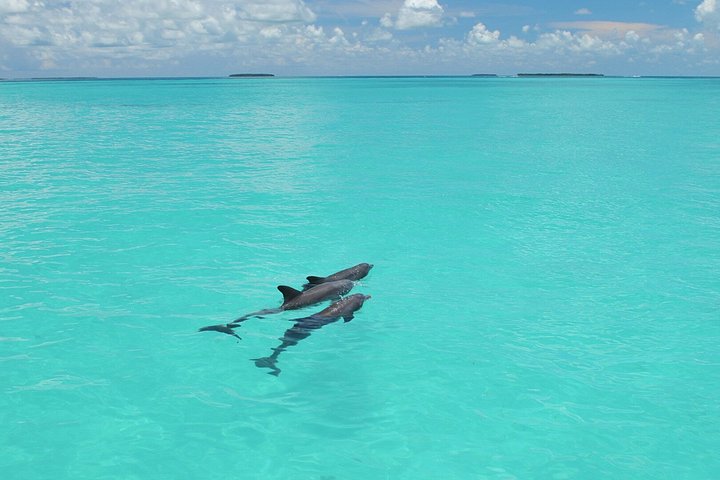Key West delfinskådning och snorkling ekologiskt äventyrstur, foto 20 | wizardtrip