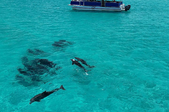 Key West delfinskådning och snorkling ekologiskt äventyrstur, foto 21 | wizardtrip