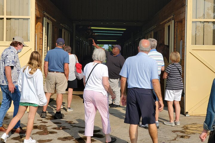 Tour Kentucky's thoroughbred farms, meet horses, and learn about breeding in Lexington, photo 7 | wizardtrip