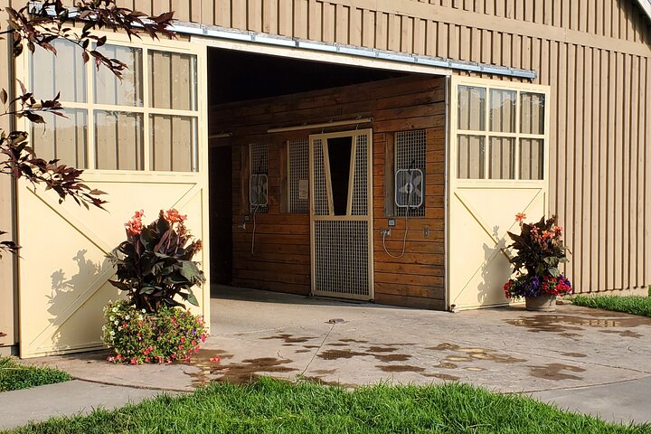Tour Kentucky's thoroughbred farms, meet horses, and learn about breeding in Lexington, photo 8 | wizardtrip