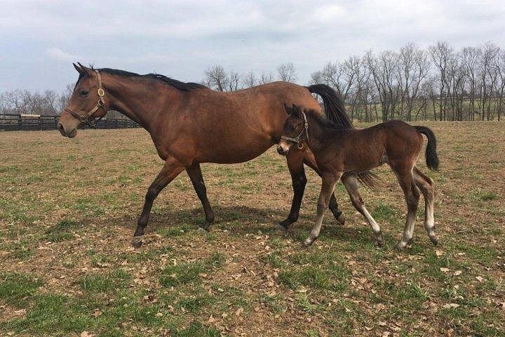 Tour Kentucky's thoroughbred farms, meet horses, and learn about breeding in Lexington, photo 10 | wizardtrip