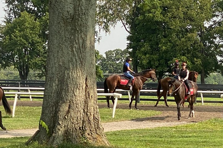 Tour Kentucky's thoroughbred farms, meet horses, and learn about breeding in Lexington, photo 11 | wizardtrip