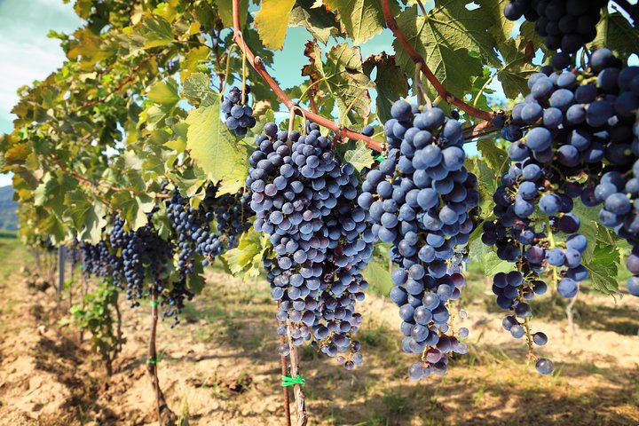 Vinsmakingstur i Toscanas landskap med vingårdsbesøk og smaking av vin og olivenolje, foto 11 | wizardtrip