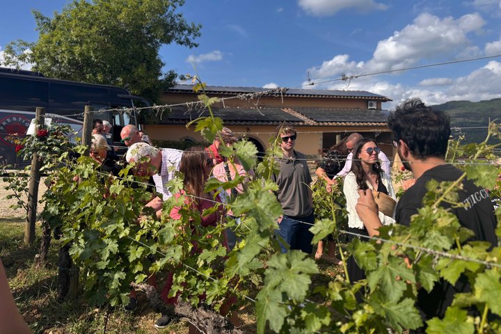 Vinsmakingstur i Toscanas landskap med vingårdsbesøk og smaking av vin og olivenolje, foto 30 | wizardtrip