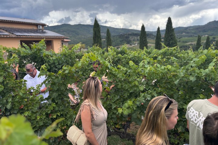 Vinsmakingstur i Toscanas landskap med vingårdsbesøk og smaking av vin og olivenolje, foto 35 | wizardtrip