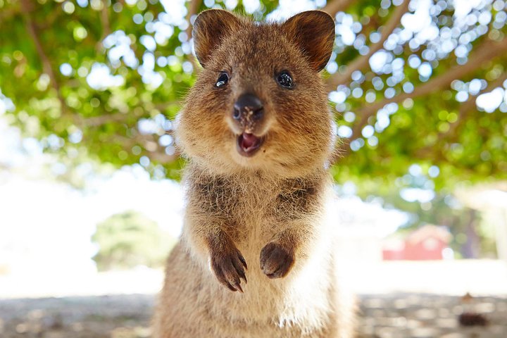 Discover Rottnest with Ferry & Bus Tour | wizardtrip