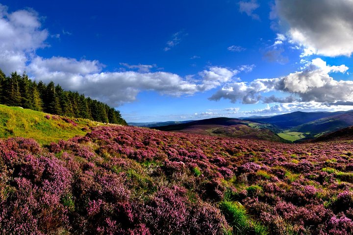 Full-day tour from Dublin showcasing Kilkenny, Wicklow Mountains, Glendalough, and a sheepdog trial, photo 6 | wizardtrip